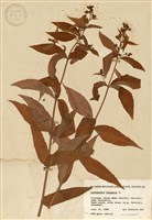 藏品(黃蓮花)的圖片
